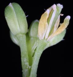 Cardamine polyodontes. Apetalous flower.
 Image: P.B. Heenan © Landcare Research 2019 CC BY 3.0 NZ